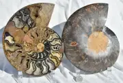 Black Ammonite Pair Crystals 180mm XXXLarge 7.1" Dinosaur FOSSIL 110myo 3026uo