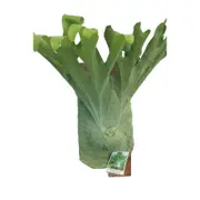 250mm Staghorn Fern - Platycerium superbum