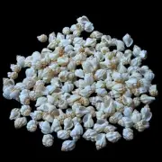 Seashell Nutmeg Natural Shells For Crafts Art Decor approx.175 pcs 1 Pound