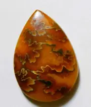 54.75 Cts Natural Ammonite Cabochon Loose Gemstone 38X26X7MM