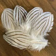 5pcs Set Genuine Silver Real Pheasant 9-11cm Black White Feathers DIY Art Craft