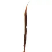 10" to 20" Golden Pheasant Side Tail Feather - Orange