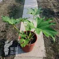 在飛比找蝦皮購物優惠-解憂森林_小天使蔓綠絨/羽裂蔓綠絨/室內觀葉植物/6吋盆