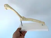 Body Model Dog Elbow Model-Dog Elbow Joint Model-Animal Skeleton Bone Model Dog Elbow Joint Model-Scientific Research Dog Joint Anatomy Model-for Veterinary Teaching