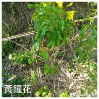 在飛比找Yahoo!奇摩拍賣優惠-[橘黃色系]黃鐘花2米高1400    另有黃鳥尾 黃鐘花 