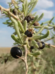 Buy Goji Berry Black Fruit Tree - Lycium Ruthenicum