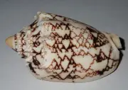 59 mm LARGE SIZE Cymbiola Chrysostoma Volute Seashell #A4 From Sulawesi Island