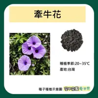 在飛比找蝦皮購物優惠-【台灣出貨 電子發票】牽牛花 種子 10粒 牽牛 花園 園丁