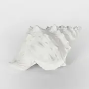 [Florabelle Living] Sammy White Sea Snail 21X14X12CM