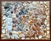 184 Natural Clam Shell smooth seashell frags beach jewelry pebble art craft cabs