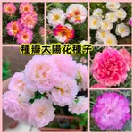 🔥🔥贈園藝五件套【太陽花種子】  顏色多重辦太陽花 種子 太陽花 種子 重辦太陽花 易種 重辦太陽花 種子 太陽花 種子