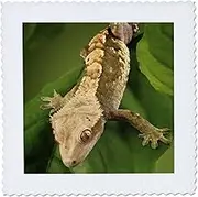 3dRose qs_84105_2 New Caledonian Crested Gecko lizard-NA02 MPR0086-Maresa Pryor-Quilt Square, 6 by 6"