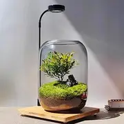 SARUFO Glass Plant Terrarium 6.3"X8.6" Inches Succulent Air Planter Fern Moss Micro-Landscape Vase for Home Garden Office Tabletop Decoration Container Indoor Wardian Copyright Patent