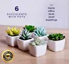 Faux Succulents Set of 6 In Pots Artificial Green Plants Home Decor Office Desk