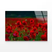Poppy Flowers Close-up Print 100% Australian Made 150 x 100cm (Acrylic)