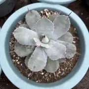 12CM Succulent Agave Plant Agave Parryi Var. Huachucensis Agavaceae Garden Plant