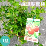 【西印度櫻桃】可食用果樹苗木 水果苗 約6吋 定價230特價180