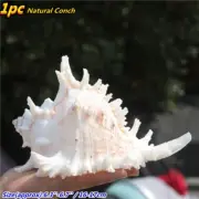 Natural Branched Murex Conch Shell Sea Snail Fish Tank Home Ornament Chic Gift