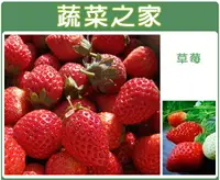 在飛比找樂天市場購物網優惠-【蔬菜之家】I05.草莓(阿里巴巴) 種子(共有2種包裝可選