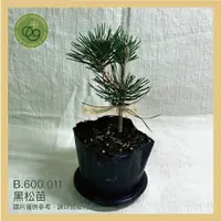 在飛比找蝦皮購物優惠-【台灣現貨】黑松苗_3寸盆_買十送一 植物｜樹苗｜園藝｜造景