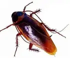 Teanfa 12 PCS Vintage Mock Fake Plastic Cockroach Scorpion Insects Joke Toys ...