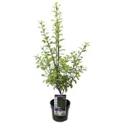 140mm Pittosporum Tasman Ruffles - Pittosporum tenuifolium