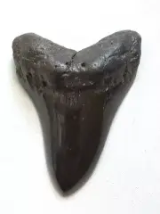 5 INCH FOSSILISED MEGALODON SHARK TOOTH.