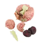 1pc Disassembled Anatomical Human Brain Model Medical Teaching Tool Toy