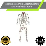 Human Skeleton Disarticulated Anatomical Models