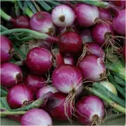 Onion (Spring) - Purplette seeds