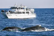 Phillip Island Whale Watch - Rhyll