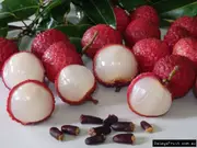 Buy Lychee Salathiel Fruit Trees (Litchi chinensis)