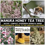 Manuka Honey Tea Tree seeds