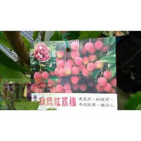 在飛比找蝦皮購物優惠-花花世界-水果苗 * 玫瑰紅荔枝 * 6吋盆/高50-60c