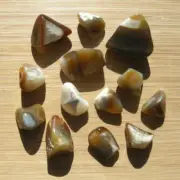 Mixed Agate Crystals Polished Geode Stones Banding Quartz Natural Color 10oz Lot