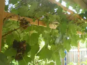 Grape Carolina Black Rose Tree - Vitis vinifera