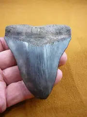 (s280-212) 4-1/4" Fossil MEGALODON Shark Tooth Teeth JEWELRY I love sharks Big