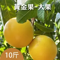 在飛比找台灣好農優惠-丸爺爺農場 黃金果 大果10斤