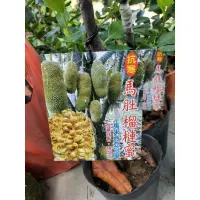 在飛比找蝦皮購物優惠-馬肚榴槤蜜【靠接苗.盆栽】【抗寒品種】【馬來西亞冠軍品種】頂