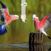 130ML Parrot Drinking Fountain Parrot Water Dispenser Conures Bird Water Kettle