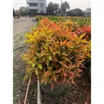 花花世界_常綠喬木*長紅木(圓球型，寬35-40CM)*-長虹木/8吋-1尺盆/MA*無法超取*