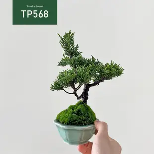 【Tanaka Bonsai】TP568 日本紀州真柏盆景｜松柏盆栽