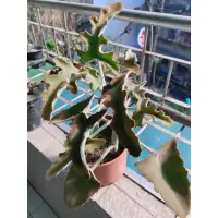 在飛比找蝦皮購物優惠-多肉 仙人掌 植物 Kalanchoe 景天科伽藍菜屬 兔耳