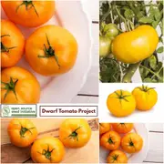 Tomato - Sean Yellow Dwarf seeds