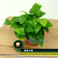 在飛比找蝦皮購物優惠-【AC草影】黃金小榕【一盆】水草 前景草 盆裝 陰性水草 陰