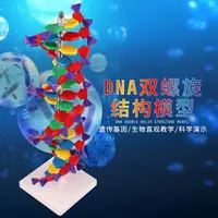 在飛比找樂天市場購物網優惠-DNA模型雙螺旋結構模型組件脫氧核苷酸鏈堿基對遺傳基因高中分