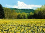 Cascades Volcanoes Mount Rainier Washington Postcard (10150)