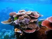 GREAT BARRIER REEF POSTER PICTURE PHOTO PRINT australia coral outcrop flynn 4626