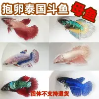 在飛比找樂天市場購物網優惠-泰國斗魚母魚觀賞魚可群養抱卵繁殖半月母獅王將軍大耳包活小魚苗