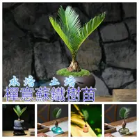 在飛比找蝦皮購物優惠-【禪意蘇鐵樹苗】鐵樹盆栽植物室內好養花卉盆栽桌面迷你小植物茶